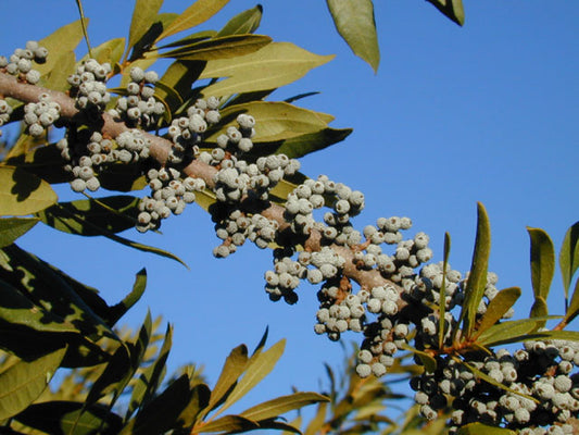 Southern Wax Myrtle (Morella cerifera)
