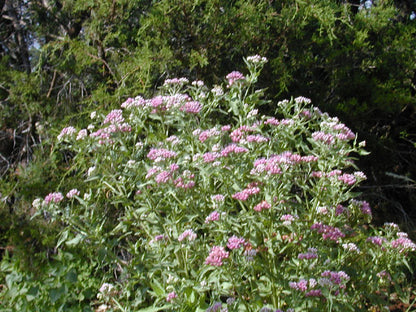 Marsh fleabane / Photo credit: Joseph A. Marcus