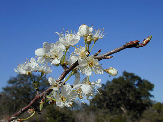 Mexican Plum (Prunus mexicana)