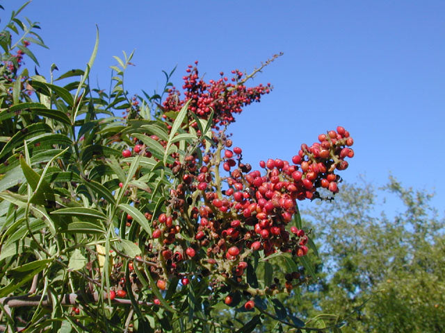 Prairie Flameleaf Sumac (Rhus lanceolata)
