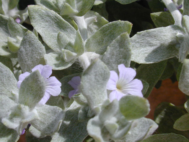 Woolly Stemodia (Stemodia lanata)