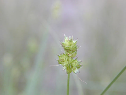 Webberville Sedge (Carex perdentata)