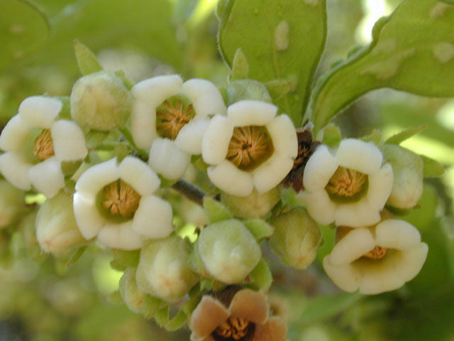 Texas persimmon - Inflorescence / Photo Credit: Joseph A. Marcus