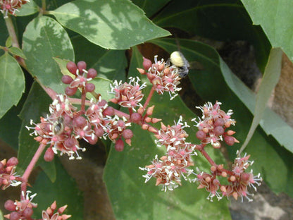 Virginia creeper - Inflorescence / Photo Credit: Joseph A. Marcus