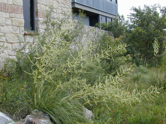 Lindheimer's Nolina (Nolina lindheimeriana)