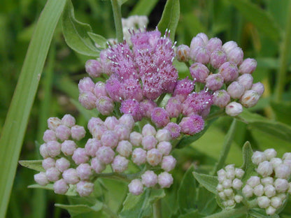 Marsh fleabane / Photo credit: Joseph A. Marcus