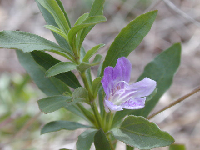 Snake Herb (Dyschoriste linearis)