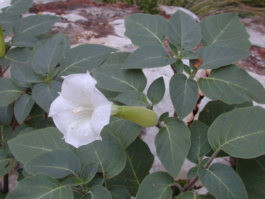 Angel Trumpet (Datura wrightii)