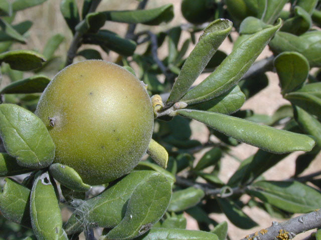 Texas persimmon - Fruit / Photo Credit: Joseph A. Marcus