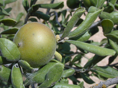 Texas persimmon - Fruit / Photo Credit: Joseph A. Marcus