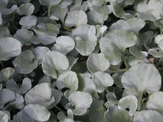 Silver Ponyfoot (Dichondra argentea)