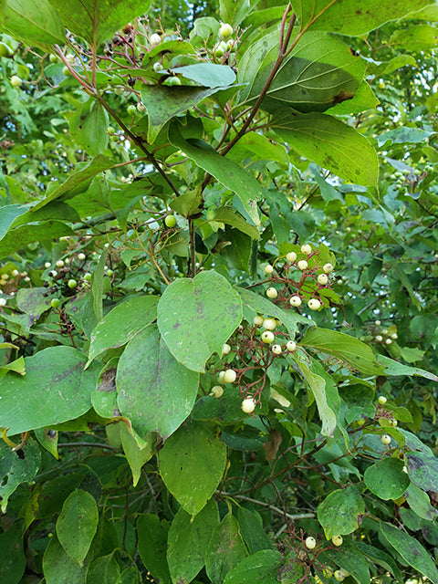 Roughleaf dogwood - Berries / Photo Credit: April Moore