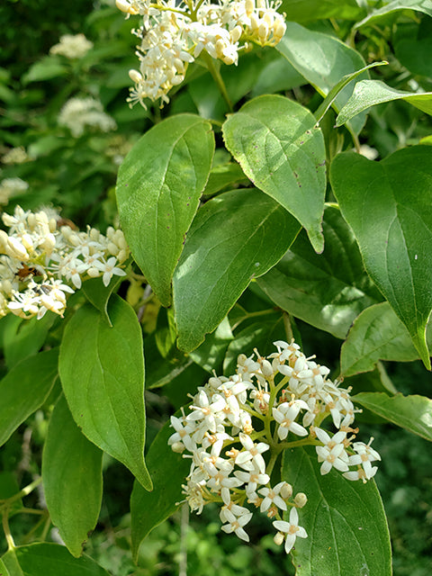 Roughleaf dogwood - Leaves & Flowers / Photo Credit: April Moore