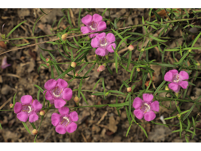 Purple false foxglove / Photo Credit: Alan Cressler