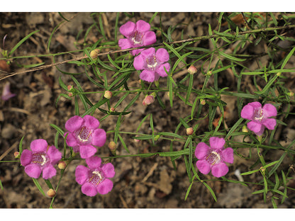 Purple false foxglove / Photo Credit: Alan Cressler