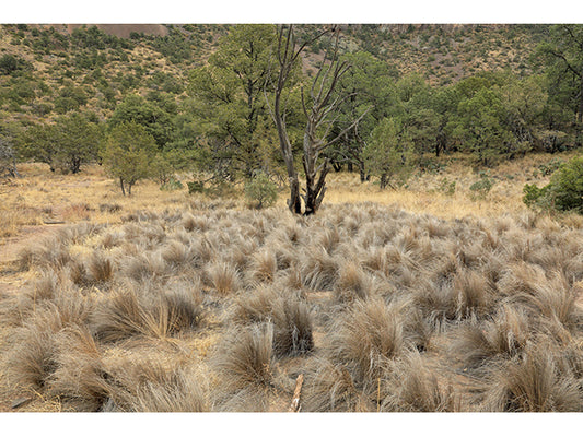 Photo by Joseph A. Marcus