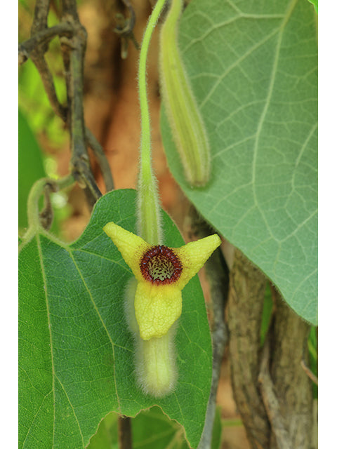 Woolly Dutchman’s Pipe / Photo credit: Alan Cressler