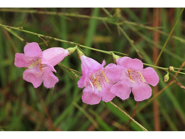Purple false foxglove / Photo Credit: Alan Cressler