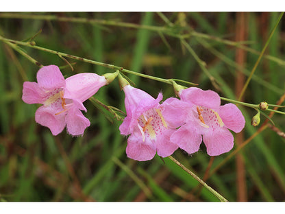Purple false foxglove / Photo Credit: Alan Cressler