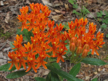 Butterfly Milkweed (Asclepias tuberosa)