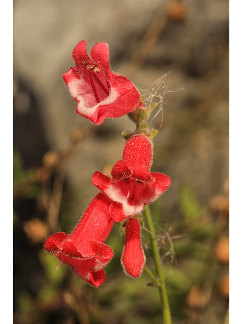 Rock Penstemon (Penstemon baccharifolius)