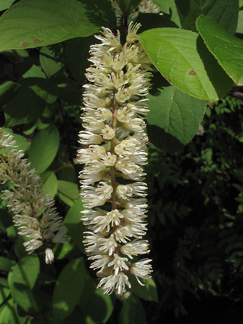 Virginia sweetspire - Inflorescence / Photo Credit: Alan Cressler