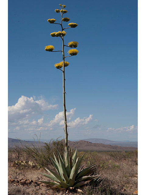Agave havardiana / Photo credit: Al Braden