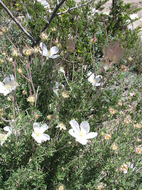 Apache Plume / Photo credit: Betty Alex
