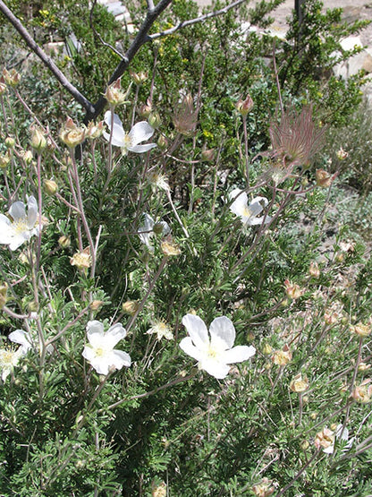 Apache Plume / Photo credit: Betty Alex