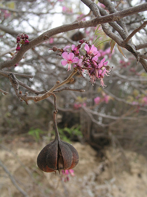 Mexican Buckeye (Ungnadia speciosa)