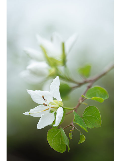 Photo by Bruce Leander