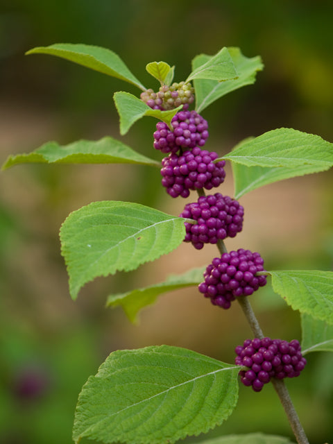 American Beautyberry (Callicarpa americana)