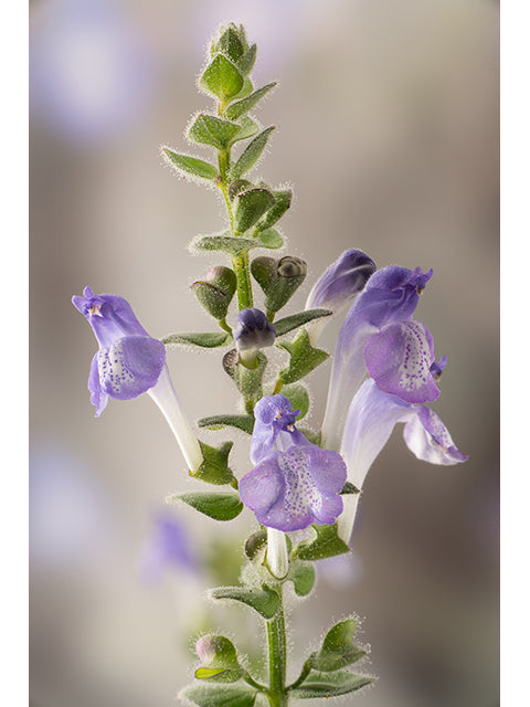 Heartleaf Skullcap (Scutellaria ovata)