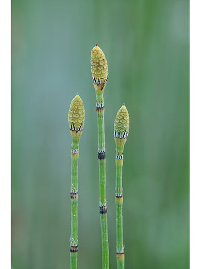 Horsetail reed - Close-up of strobili / Photo Credit: Bruce Leander