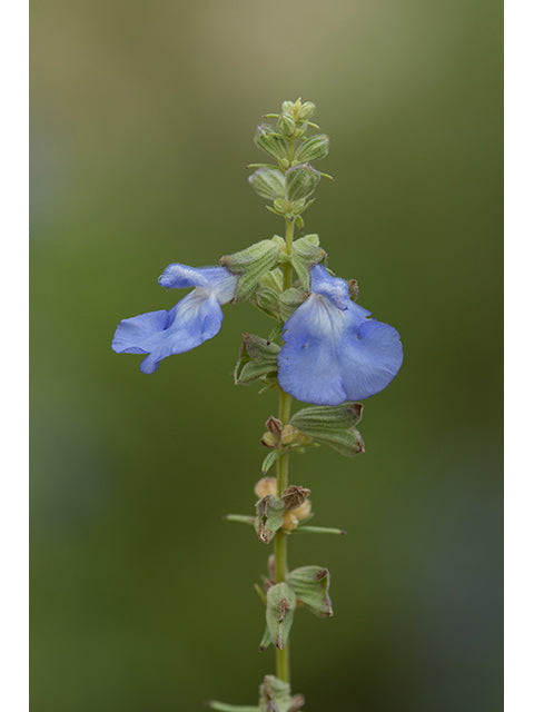 Pitcher sage / Photo Credit: Bruce Leander