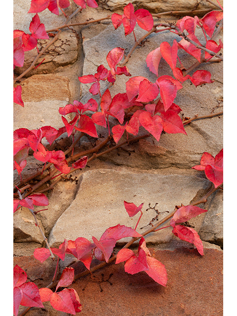Virginia creeper - Autumn color / Photo Credit: Bruce Leander