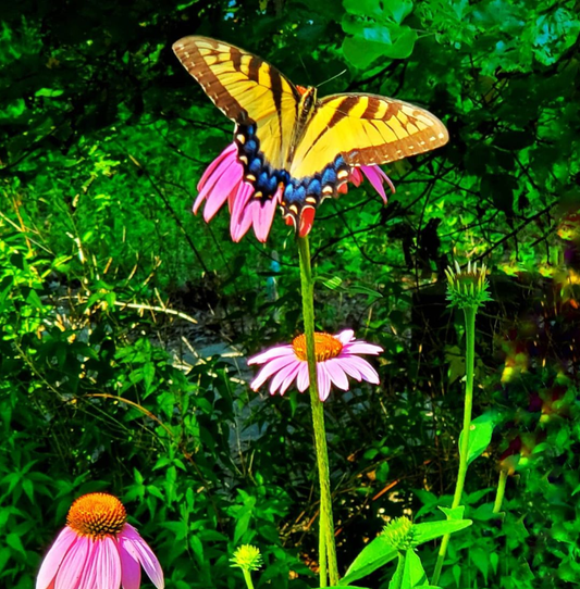 Purple Coneflower (Echinacea purpurea)