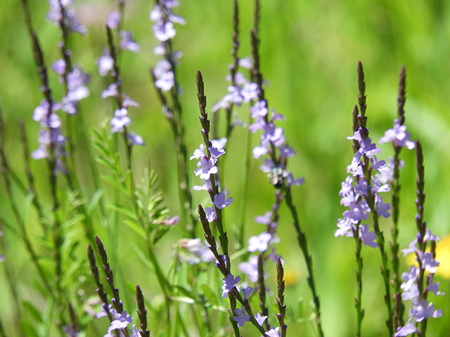 Texas vervain / Photo Credit: Charmaine Richardson