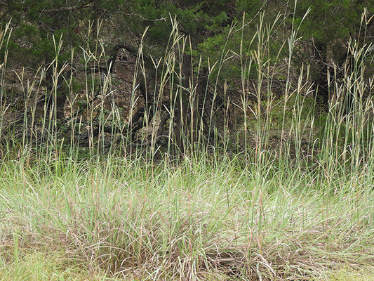 Photo by Charmaine Richardson