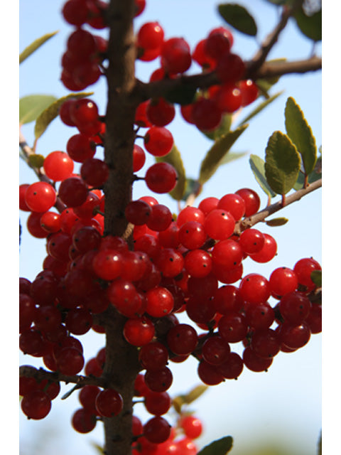 Yaupon holly - Berries / Photo Credit: Carolyn Fannon