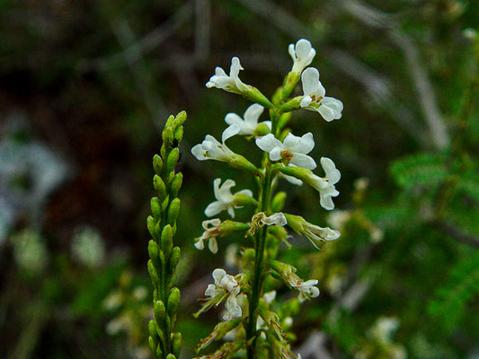 Texas Kidneywood (Eysenhardtia texana)