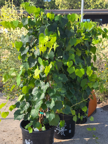 Carlos Muscadine Grape 3 gal / Photo Credit: Michaela Kral