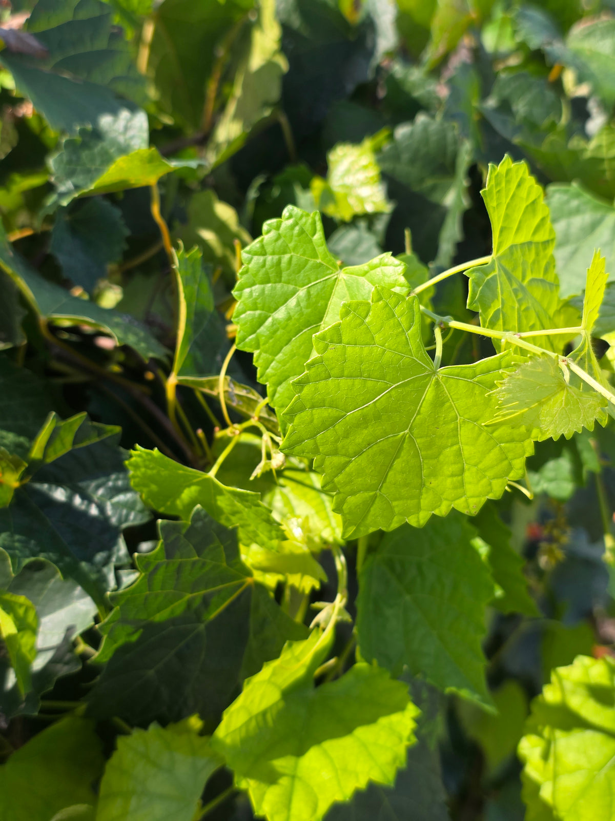 Carlos Muscadine Grape Leaves / Photo Credit: Michaela Kral