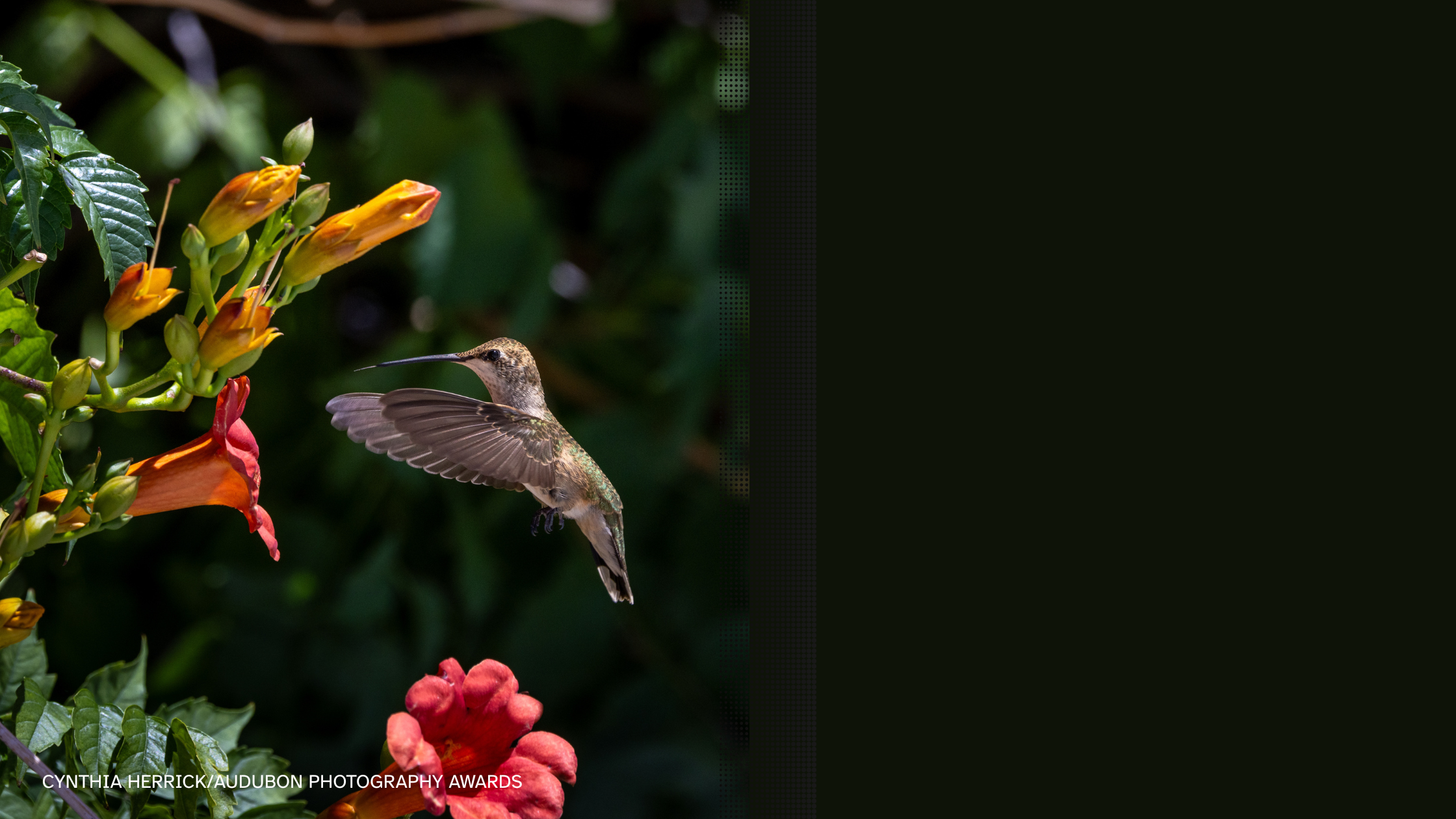 Final Spring Native Plant Clearance + Pop-Up Shopping Weekend – Plant ...