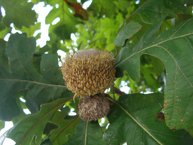 Burr Oak (Quercus macrocarpa)