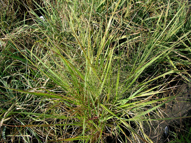 Purple lovegrass / Photo Credit: Damon E. Waitt