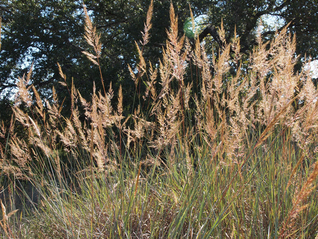 Indian Grass (Sorghastrum nutans)