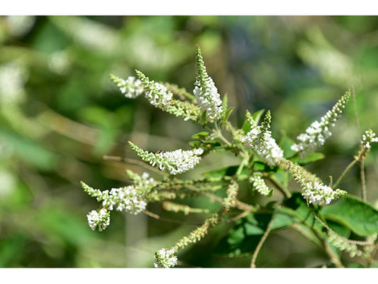 Beebrush / Photo Credit: Gene Sturla