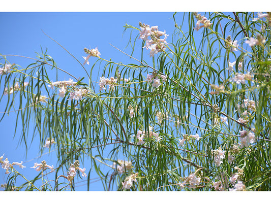 Desert Willow 'Bubba' (Chilopsis linearis ‘Bubba’)