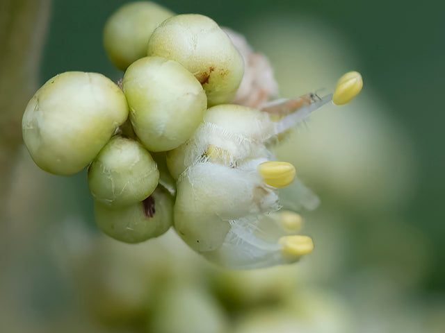 Western soapberry - Inflorescence / Photo Credit: Tom Lebsack